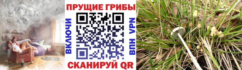 наркотики Железноводск Псилоцибиновые грибы MAGIC MUSHROOMS